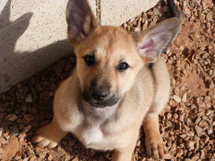 chinook dog